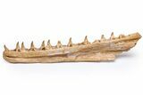Mosasaur Jaw with Eleven Teeth - Morocco #225308-1